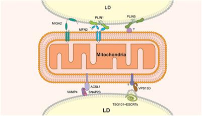 Touch and Go: Membrane Contact Sites Between Lipid Droplets and Other Organelles